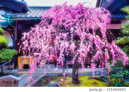 早春、京都の神社やお寺の境内や庭園では、梅の花が満開になります 135464083
