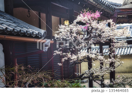 早春、京都の神社やお寺の境内や庭園では、梅の花が満開になります 135464085