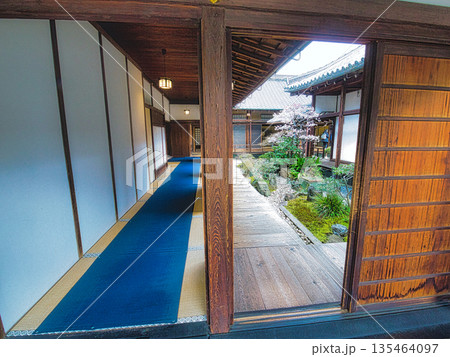 早春、京都の神社やお寺の境内や庭園では、梅の花が満開になります 135464097