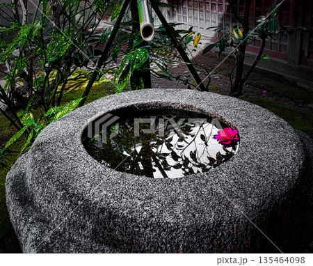 早春、京都の神社やお寺の境内や庭園では、梅の花が満開になります 135464098