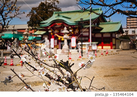 冬の終わりが近づくと神社の境内では梅が咲き始めます 135464104