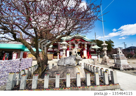 冬の終わりが近づくと神社の境内では梅が咲き始めます 135464115
