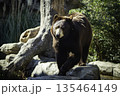 アメリカクロクマ 135464149