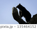 木の上のアメリカクロクマ 135464152