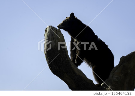 木の上のアメリカクロクマ 135464152