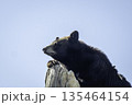 木の上のアメリカクロクマ 135464154