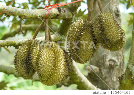 Large durian fruits hanging from a tree branch in a tropical orchard. The spiky green fruits are tied with red string for support. Agriculture and harvest concept in Southeast Asia. 135464163