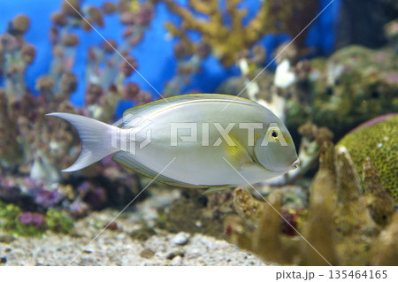 Vibrant side view of a silver Surgeonfish with yellow accents swimming in a tropical coral reef aquarium. Marine life photography featuring colorful corals and a blue underwater background scene. Vibrant side view of a silver Surgeonfish with yellow accents swimming in a tropical coral reef aquarium. Marine life photography featuring colorful corals and a blue underwater background scene. 135464165