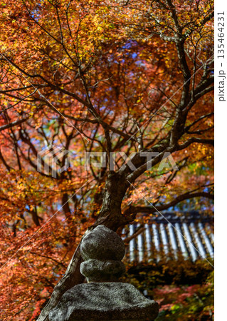 紅葉に染まる秋月城址 紅葉に染まる秋月城址 135464231