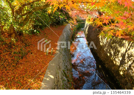 秋たけなわの哲学の道と琵琶湖疎水分線 秋たけなわの哲学の道と琵琶湖疎水分線 135464339
