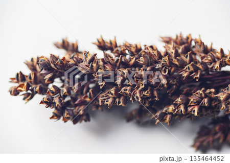 A macro photograph showcasing the intricate details and rich textures of a dried reddish-brown sorghum seed head, isolated against a clean white background. Perfect for autumn or nature themes 135464452
