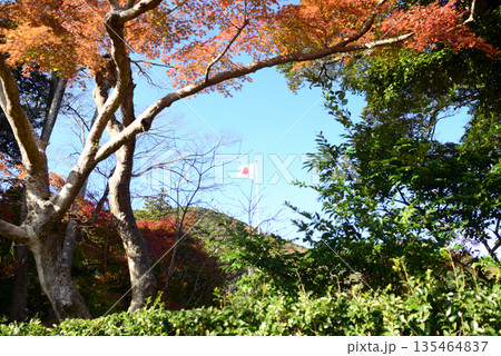 伊勢神宮内宮境内の神苑-1 伊勢神宮内宮境内の神苑-1 135464837