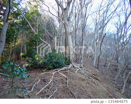 土山峠から大山経由で秦野駅までの登山道 135464875