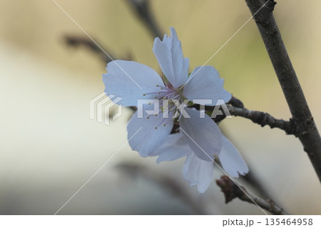 僅かな光でも花を咲かせる冬桜 135464958