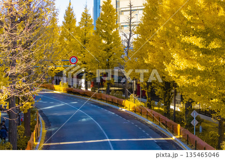 黄色に色づいたイチョウ並木の千駄ヶ谷周辺の都市風景【秋イメージ】 135465046