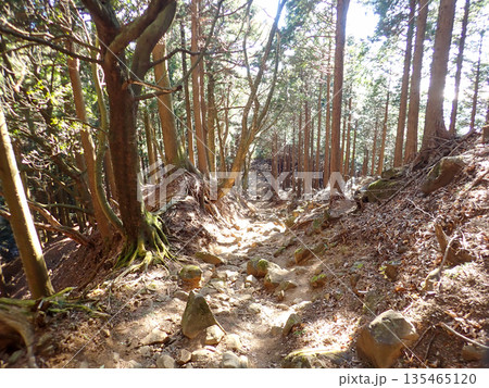 土山峠から大山経由で秦野駅までの登山道 土山峠から大山経由で秦野駅までの登山道 135465120