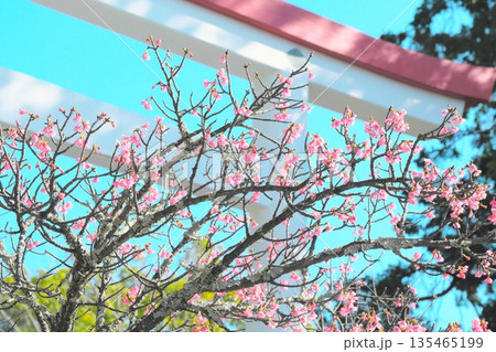 鎌倉宮の鳥居と初春桜 135465199