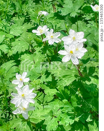東京板橋・赤塚公園のにりんそう自生地 東京板橋・赤塚公園のにりんそう自生地 135465300