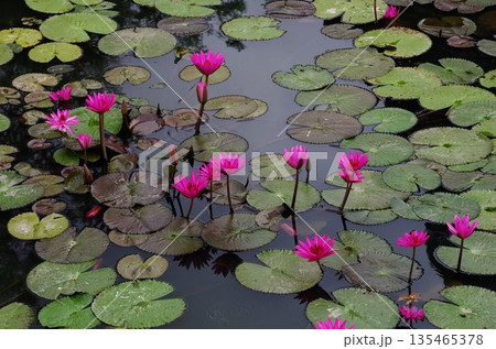 スコータイ歴史公園のレッドロータス　2013年 135465378