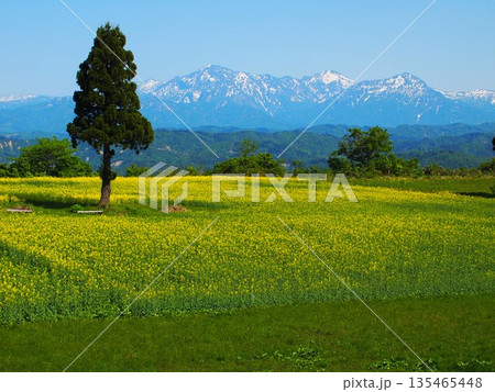 早春の新潟県小千谷市山本山高原に咲く菜の花畑・残雪の越後三山風景 早春の新潟県小千谷市山本山高原に咲く菜の花畑・残雪の越後三山風景 135465448