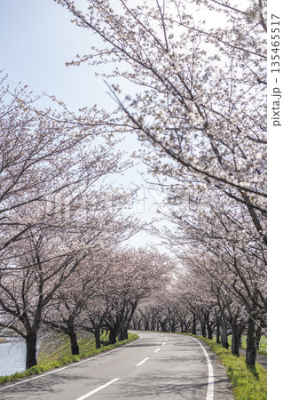 桜並木が続く道 135465517