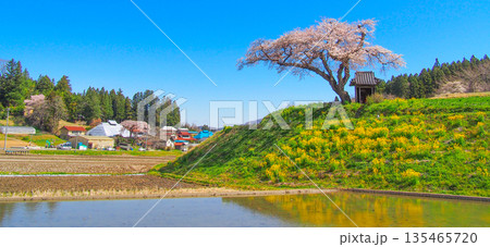 福島・田村市の桜の名所　小沢の桜 135465720