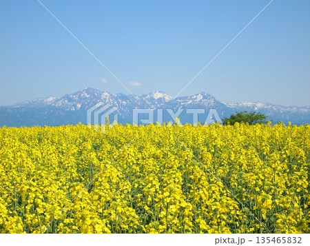 早春の新潟県小千谷市小千谷山本山高原の菜の花畑・残雪の越後三山風景 早春の新潟県小千谷市小千谷山本山高原の菜の花畑・残雪の越後三山風景 135465832