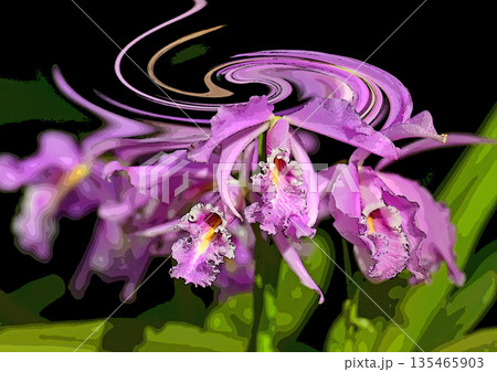 ランの花咲く癒しの窓辺 ランの花咲く癒しの窓辺 135465903