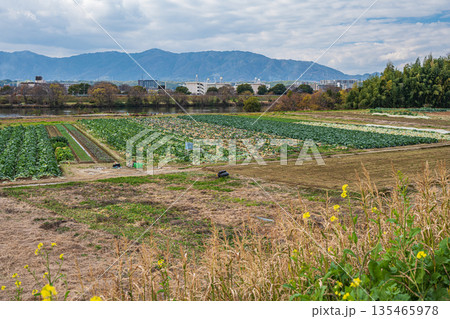 河川敷の野菜畑　桂川　京都市 135465978