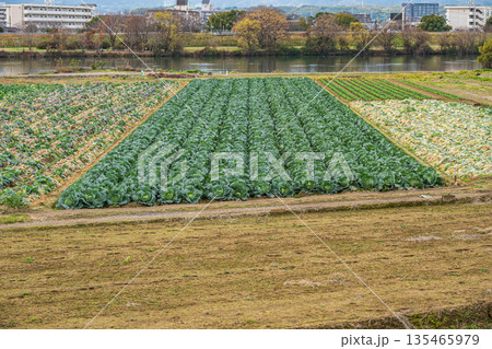 河川敷の野菜畑　桂川　京都市 135465979