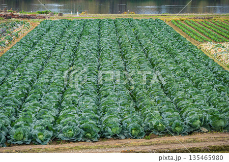 河川敷の野菜畑　桂川　京都市 135465980