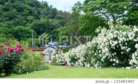 美しい薔薇咲き誇るバラ園　東沢バラ公園　山形県　 135465987