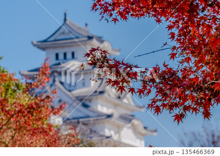 姫路城と紅葉が彩る秋の風景 135466369