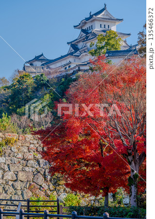 秋色に包まれた姫路城の絶景 秋色に包まれた姫路城の絶景 135466372