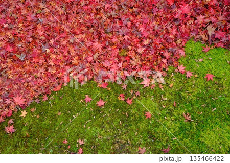 雨上がりの苔と紅葉の和のイメージ素材 雨上がりの苔と紅葉の和のイメージ素材 135466422