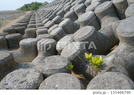 消波ブロックとヤエヤマヒルギの苗 135466790