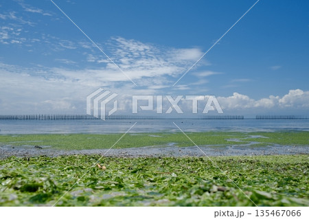 潮が引いた海岸に広がる海藻と静かな海の風景 潮が引いた海岸に広がる海藻と静かな海の風景 135467066