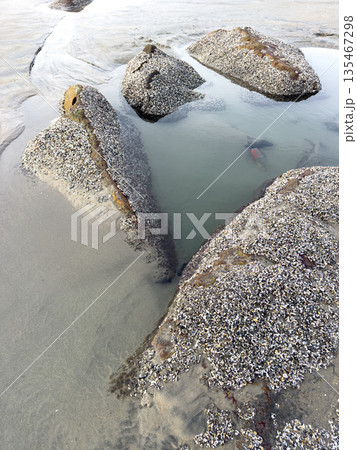 A closeup shot of mussels on coastal rocks during low tide A closeup shot of mussels on coastal rocks during low tide 135467298