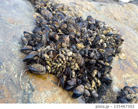 A closeup shot of mussels on coastal rocks during low tide A closeup shot of mussels on coastal rocks during low tide 135467302