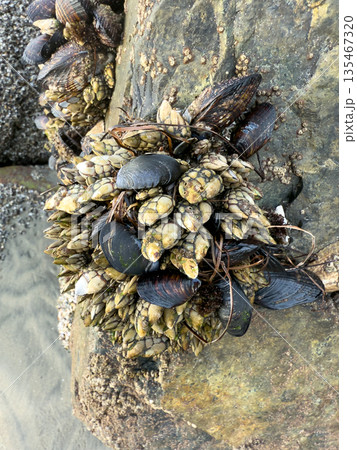 A closeup shot of mussels on coastal rocks during low tide 135467320