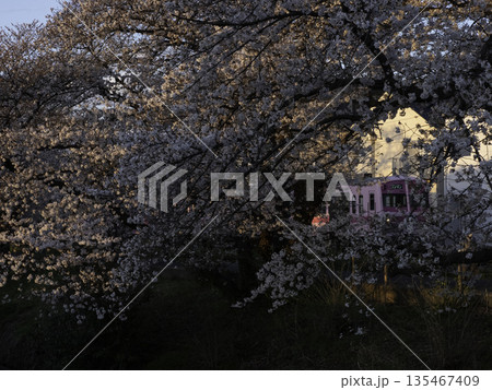 流鉄と桜 135467409