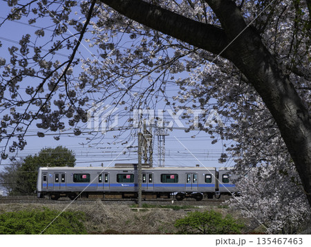 小田急線と桜 135467463