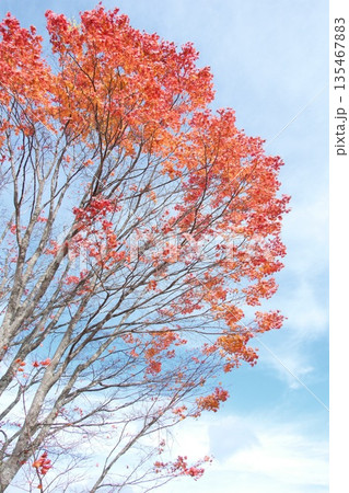 秋の終わりを告げる残り紅葉と青空 枝の表情が映える一本の木 秋の終わりを告げる残り紅葉と青空 枝の表情が映える一本の木 135467883