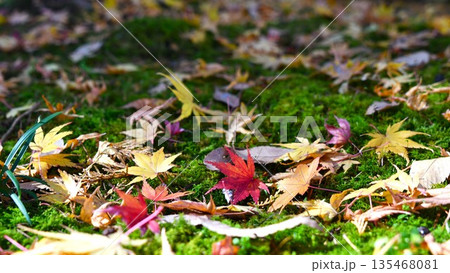 苔の上に落ちた紅葉 135468081