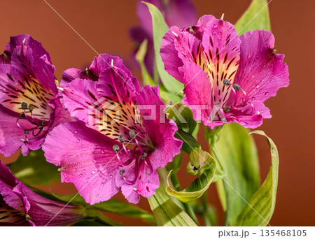 Pink Alstroemeria Peruvian Lily Flowers On Brown Background Pink Alstroemeria Peruvian Lily Flowers On Brown Background 135468105
