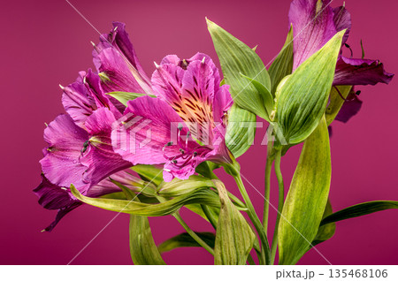 Pink Alstroemeria Peruvian Lily Flowers On Vibrant Pink Background Pink Alstroemeria Peruvian Lily Flowers On Vibrant Pink Background 135468106