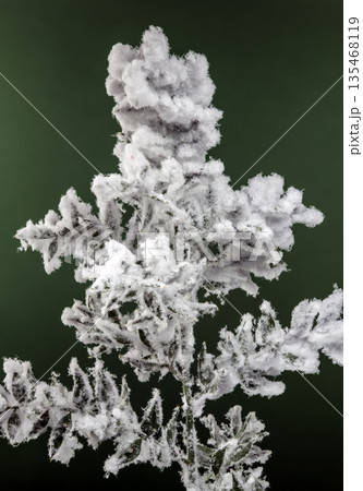 Frosted Winter Branch with Thick Snow Against a Green Background Frosted Winter Branch with Thick Snow Against a Green Background 135468119