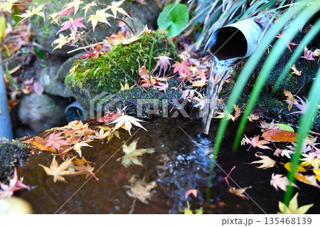 水に浮かぶ紅葉 水に浮かぶ紅葉 135468139