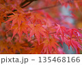 紅葉を背景にした狛犬 135468166