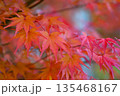 紅葉を背景にした狛犬 135468167